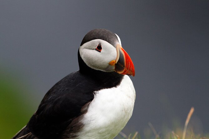 4 Day Mull, Iona and Staffa Puffin Experience from Edinburgh - Day 3: Fionnphort and the quiet power of Iona