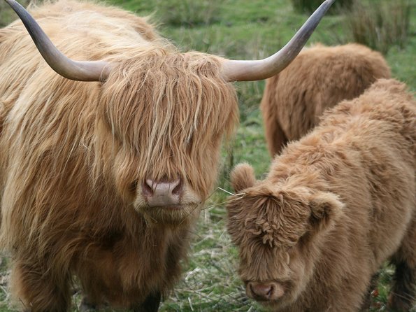 Best of Scotland in a Day Very Small Group Tour from Edinburgh - Dunkeld Cathedral and a small Perthshire town