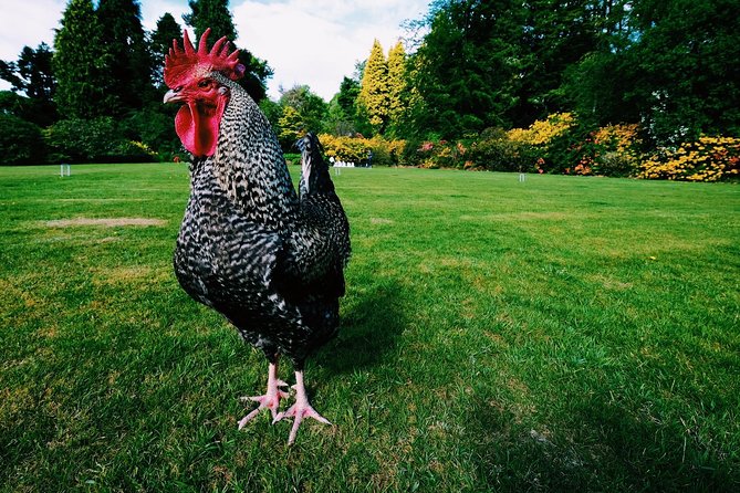 Central Scotland Driving Tour - Stirlingshire (Private) - Callander is the practical food stop
