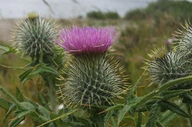 Edinburgh City Centre and St Andrews Private Driving Day Tour - Key points at a glance