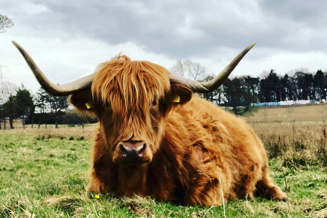 Edinburgh City Centre Private and Personal Half Day Driving Tour - Who Will Like This Tour Most