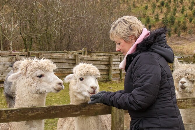 Fun and Educational Alpaca Experience in the Scottish Borders - Hand-feeding the alpacas