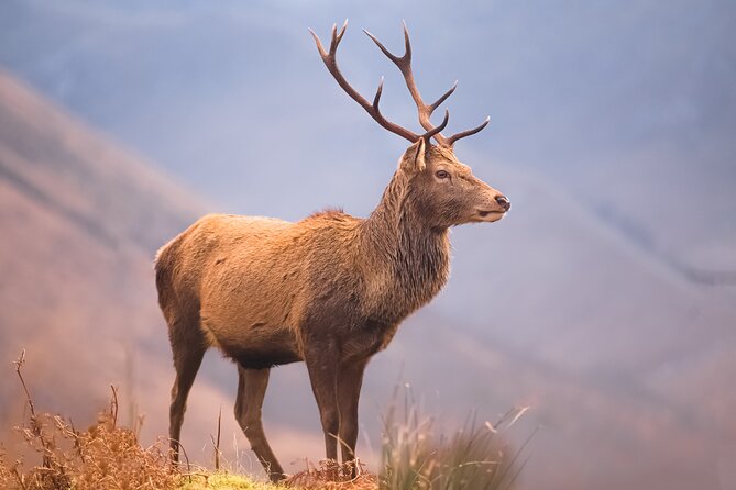 Glasgow: Glencoe & Oban Privately Guided Day Tour in Luxury MPV - Oban gives you coast, seafood, and a longer break