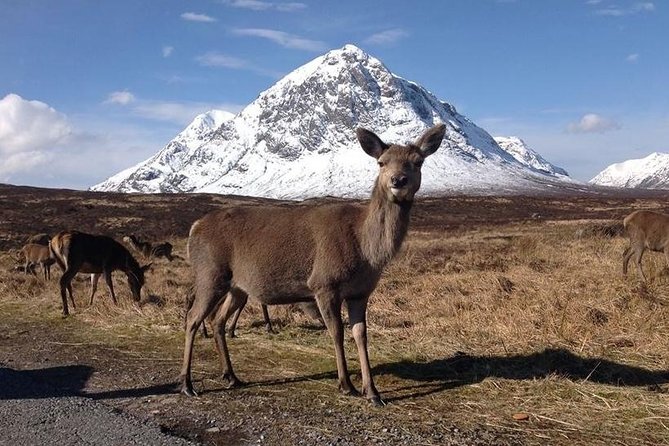 Glasgow: Loch Ness, Glencoe, and the Highlands Day Tour - What the guides add to the day