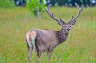 Glenaladale Cruise – Great for wizard spotting!