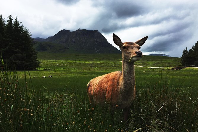 Glencoe & Highlands: Private Land Rover Tour - Kingshouse Hotel, food, and Highland deer