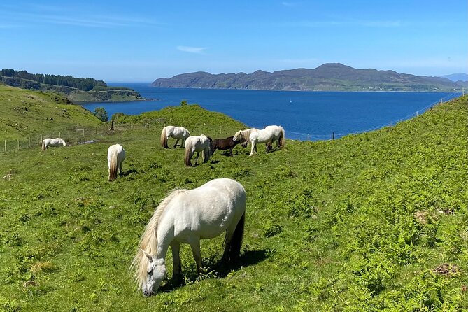 Guided Hebridean Farm Hike near Tobermory, Isle of Mull, Scotland - Highland ponies, Shetland sheep, and wild birds