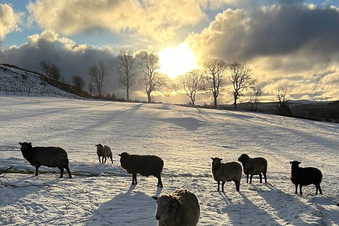 Guided Hebridean Farm Hike near Tobermory, Isle of Mull, Scotland - What 90 minutes really gives you