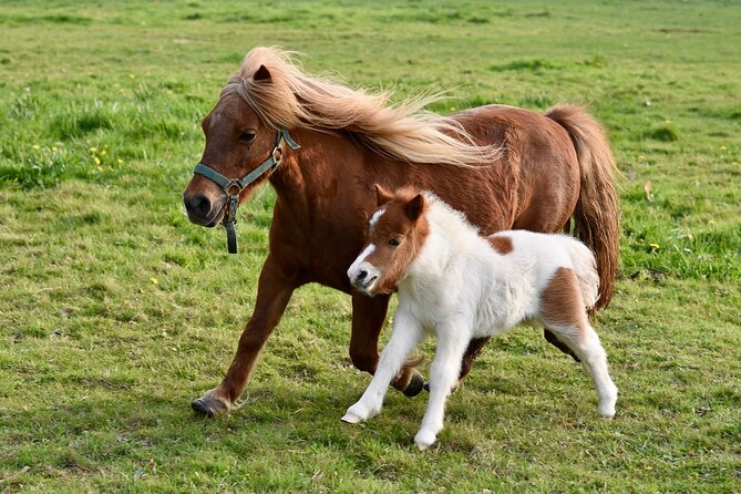 Half Day Private Tour with Puffins, Ponies and Past Shetland - Why this private Shetland route works so well