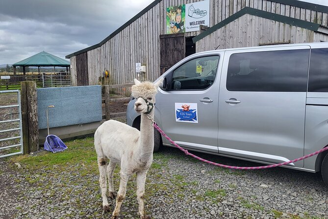 Highland Cows, Walk Alpacas & Scottish Wildlife Centre from Edin. - A full day built around Scottish animals