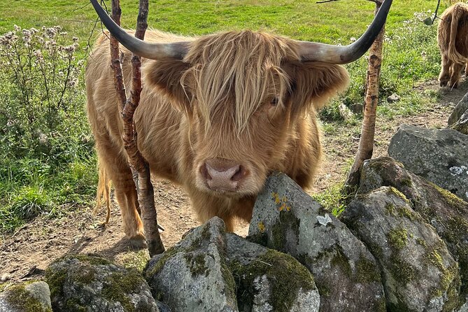 Highland Cows, Walk Alpacas & Scottish Wildlife Centre from Edin. - Walking with alpacas at Nith Valley Alpacas