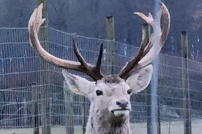 Highland Cows, Walk Alpacas & Scottish Wildlife Centre from Edin. - Two hours among deer, wolves, and wildcats