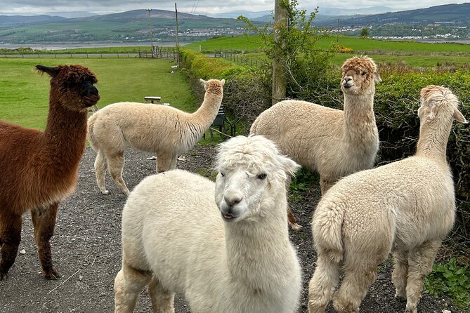 Highland Cows, Walk Alpacas & Scottish Wildlife Centre from Edin. - Is $937.56 good value for four people?