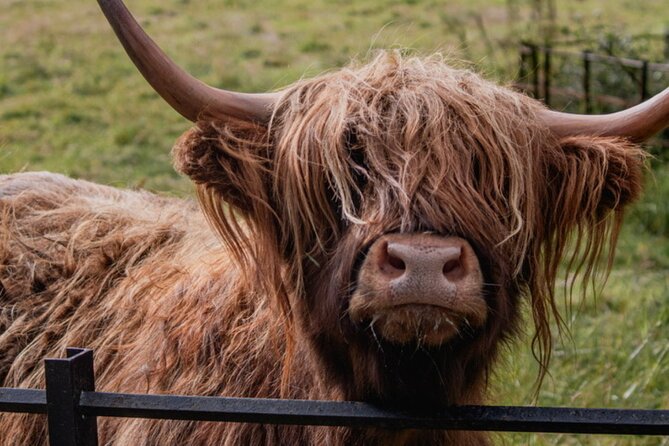 Highlands Cows Glencoe and Castles Private Tour from Glasgow - Oban, seafood-town atmosphere and McCaig’s Tower