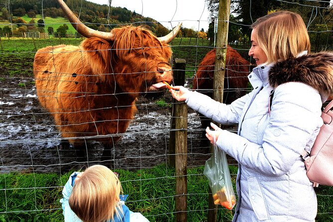 Highlands, Glencoe and Glenfinnan Viaduct Private Tour - Kilmahog and a chance to see Highland cattle