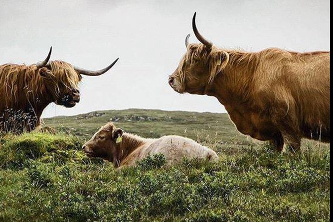 Highlands + Glencoe + Loch Ness Private Tour - Key points to know before booking