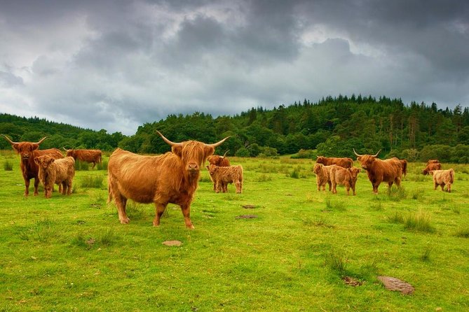 Highlights of Scotland Private Day Tour from Glasgow - Key points to know before booking