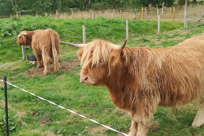 Invergordon Shore Excursion Highland Bucket List Tour - Great Glen Distillery and a taste of local Scotland