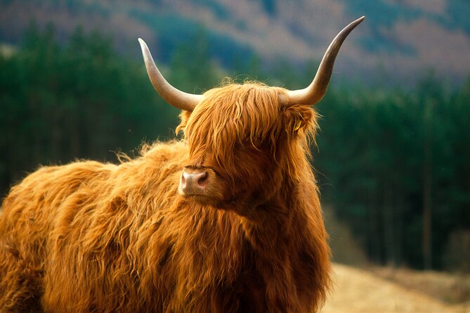 Isle of Skye Full Day Private Tour from Inverness - Portree: one hour for lunch and a wander