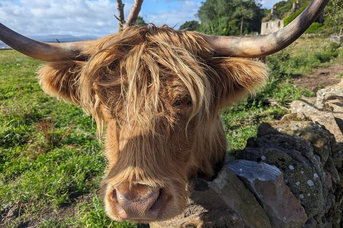 Loch Lomond, Highland Cows, Victorian Town, Castle Half-Day Tour - Why this five-hour route works