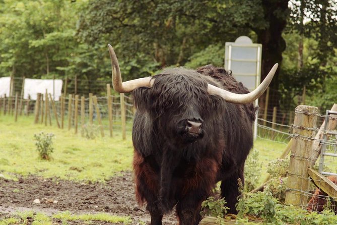 Loch Ness, Glencoe and The Scottish Highlands Tour from Edinburgh - The coach, guide system, and comfort