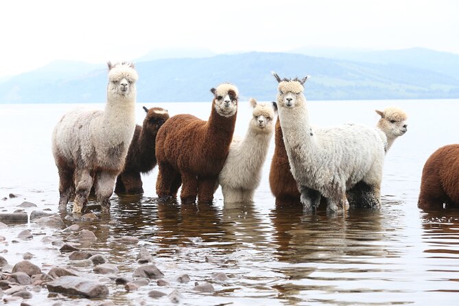Loch Ness with Castles, Beaches, Mountains and MONSTERS - Dores Beach and the first big Loch Ness view