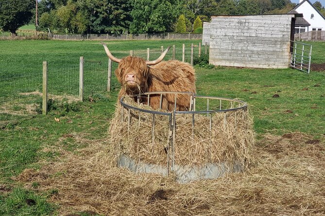 Lochness and Inverness day Tour - Highland cattle at Robertson’s Farm Shop