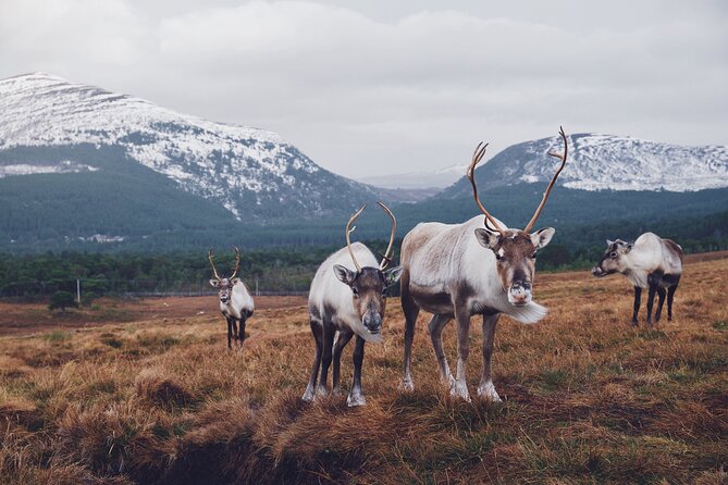 Private Cairngorm National Park tour - A Private Day Through Cairngorm Country