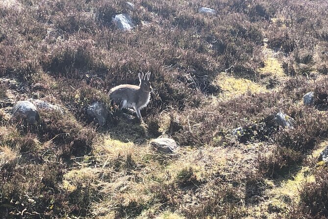 Private Guided Mountain Walking Experience in the Cairngorms - Wildlife, geology, and quiet places