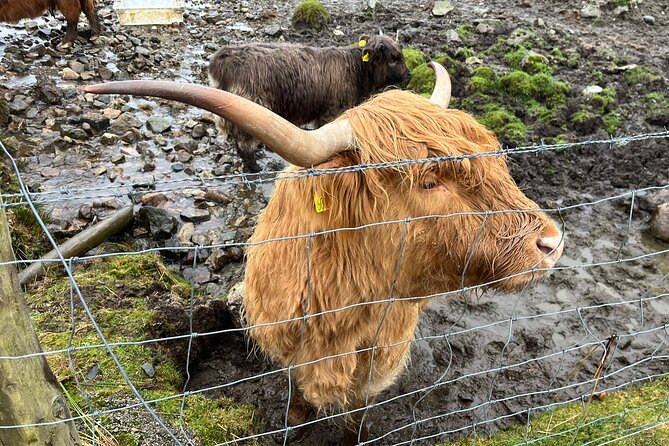 Private Scottish Highlands and Loch Ness Tour from Edinburgh - Fort William adds Ben Nevis and a lunch stop