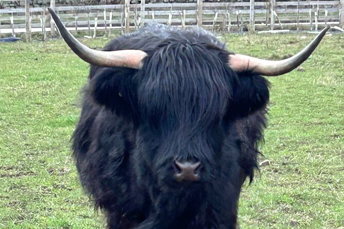Private Tour of the Highlands, Glencoe and Castles from Stirling - Meeting Hamish, Dubh and Honey at Kilmahog