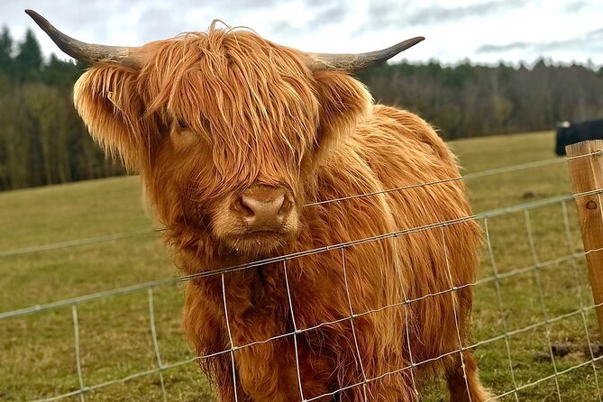 Scone Palace, Nature, Pitlochry, Whisky Experience from Edinburgh - What the private guide adds