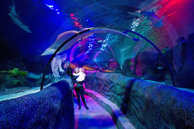 SEA LIFE Loch Lomond General Admission Ticket - Meet moray eels, stingrays, and reef hunters