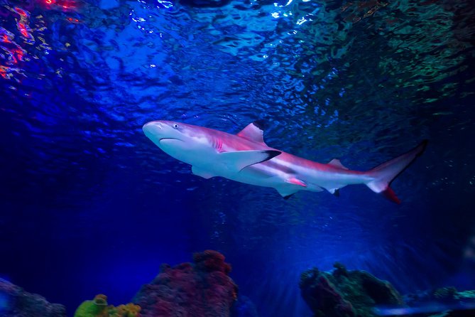 SEA LIFE Loch Lomond General Admission Ticket - The Ocean Tank is the main event