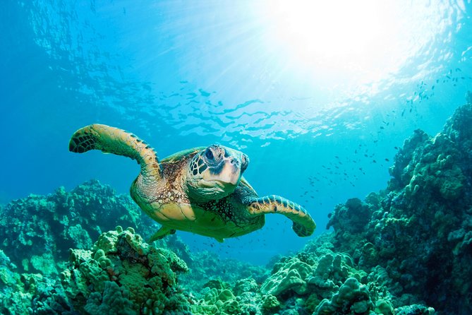 SEA LIFE Loch Lomond General Admission Ticket - Walk through the Tropical Ocean Tunnel