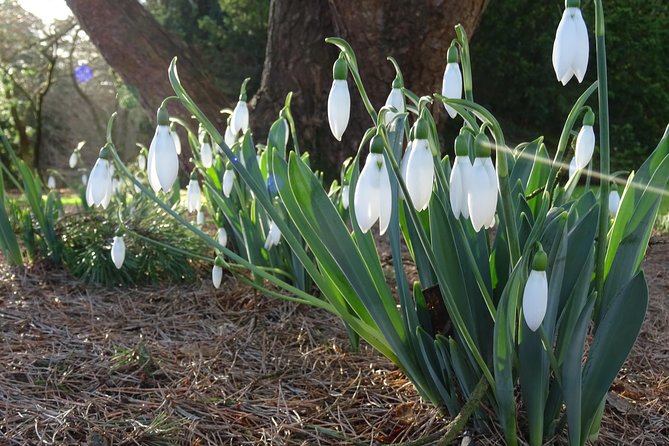 Skip-the-Line: Botanic Garden Entry Ticket - Views, benches, and the cafe