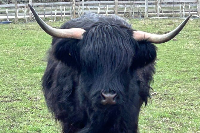 St Andrews & Fishing Villages of Fife Private Tour from Glasgow - What the private guide adds