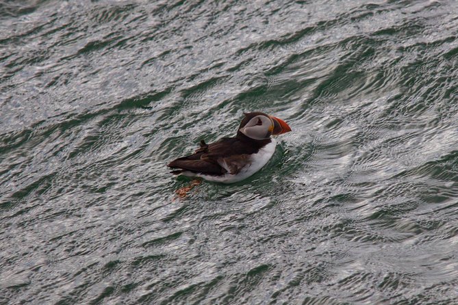 Stunning 90-Minute Firth of Forth Sightseeing Cruise Adventure - Seals, dolphins, puffins, and seabirds