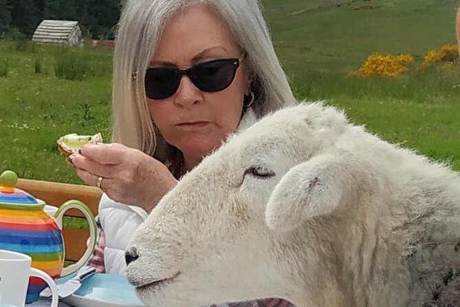 Tea with Naughty Sheep - Getting to Tuair House near Gartmore