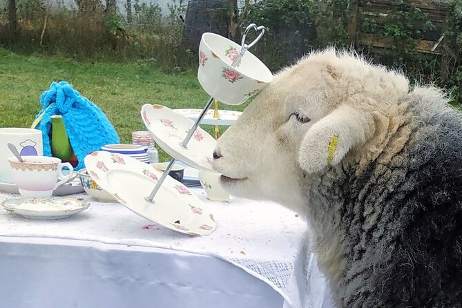 Tea with Naughty Sheep - Is $102.98 a fair price?