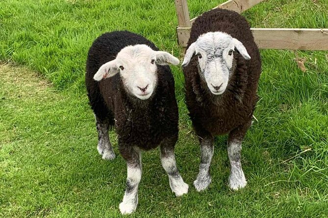 Tea with Naughty Sheep - Who will enjoy this most