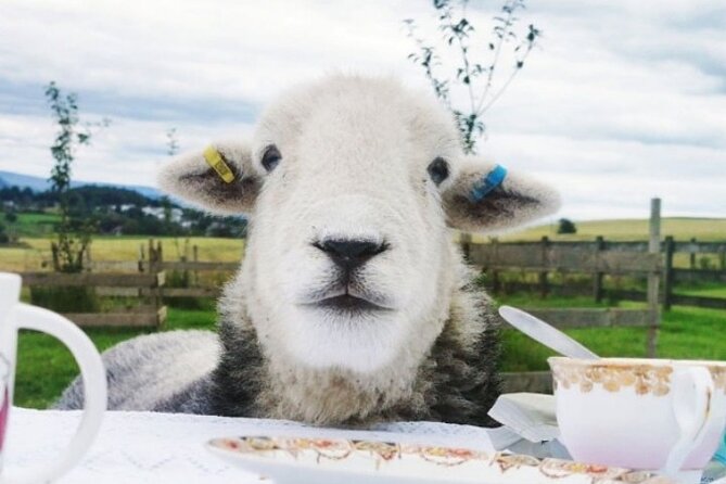 Tea with Naughty Sheep - The appeal of Beccy’s personal welcome
