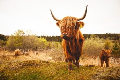 Torridon, Applecross and Eilean Donan Castle Small-Group Day Tour from Inverness