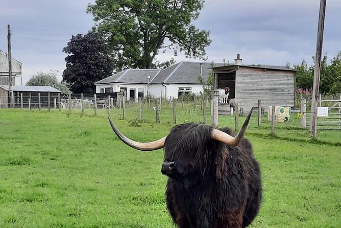 Urquhart Castle, Culloden, Clava Cairns, Loch Ness - Why this Invergordon shore excursion works