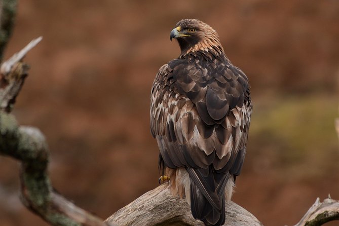 Wildlife Watching Safari by Vehicle & Walks / Photography workshops with a Guide - Dunscaith Castle and South Skye scenery