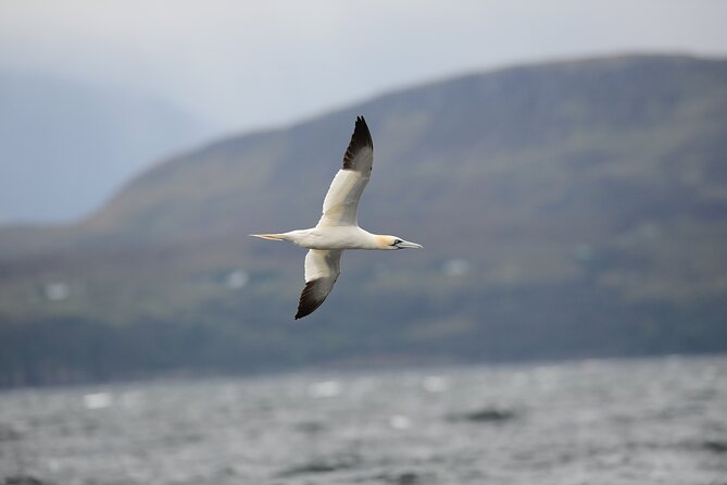 Wildlife Watching Safari by Vehicle & Walks / Photography workshops with a Guide - Praban na Linne and the Gaelic whisky stop