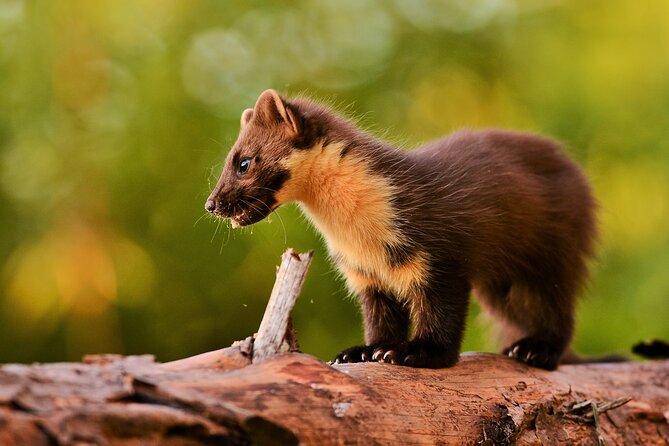 Wildlife Watching Safari by Vehicle & Walks / Photography workshops with a Guide - What the $248.04 price means