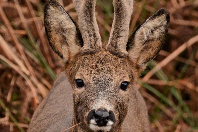 Wildlife Watching Safari by Vehicle & Walks / Photography workshops with a Guide - Stewart Dawber’s approach to wildlife